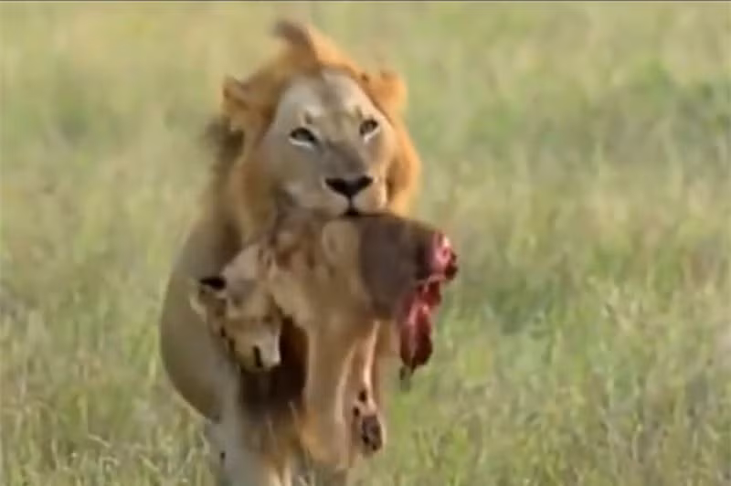 Video: Ron nguoi truoc canh su tu xe xac con non