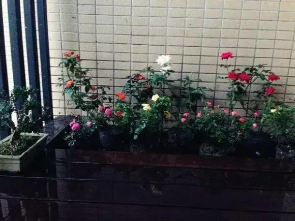 Toi xay mot cai ho ca tren ban cong, chi phi chua den 2 trieu dong-Hinh-7