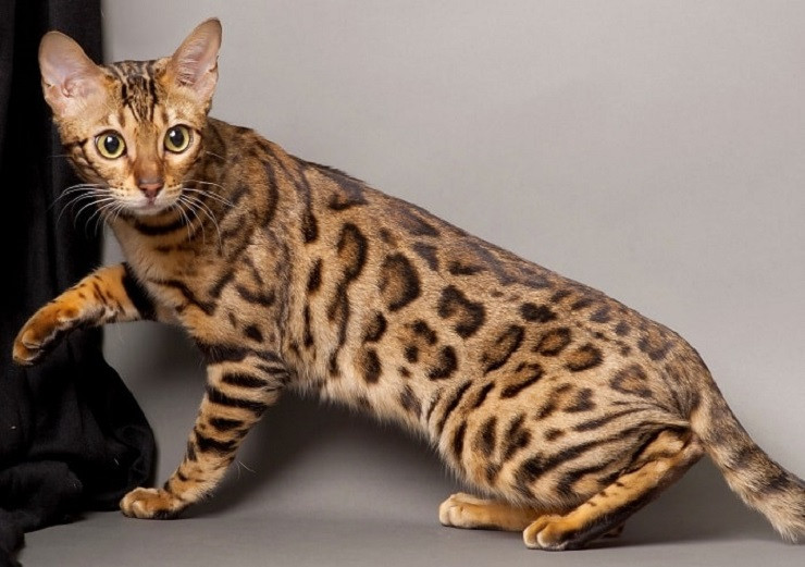 Loai meo tu phong thi nghiem, gia len den hang ty dong/con-Hinh-3