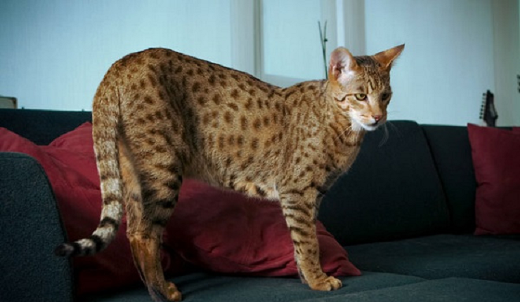 Loai meo tu phong thi nghiem, gia len den hang ty dong/con-Hinh-2