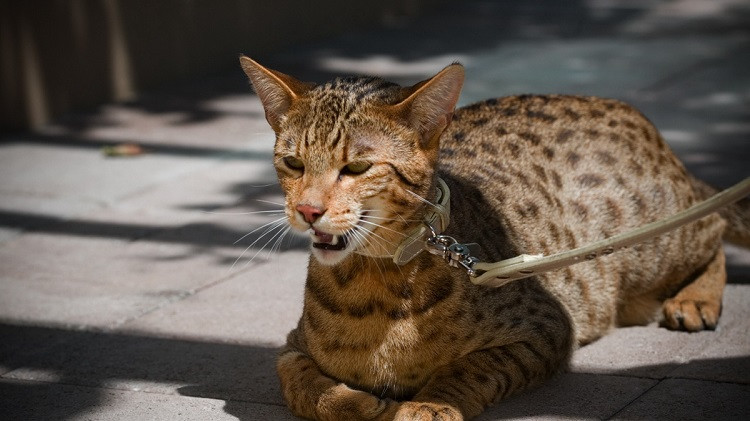 Loai meo tu phong thi nghiem, gia len den hang ty dong/con