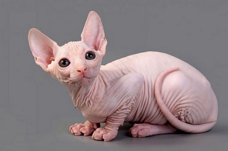 Loai meo xau nhat the gioi gia hang tram trieu dong/con