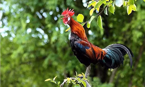 Người làm kinh doanh có duyên làm ăn, gặp gỡ được nhiều khách hàng. Con giáp này thể hiện được sự quyết đoán trong công việc. Cũng nhờ vậy mà họ thu hái được thành công, kiếm được bộn tiền, cuộc sống sung túc hơn trước. (Theo Sohu) *Thông tin trong bài chỉ mang tính chiêm nghiệm, tham khảo