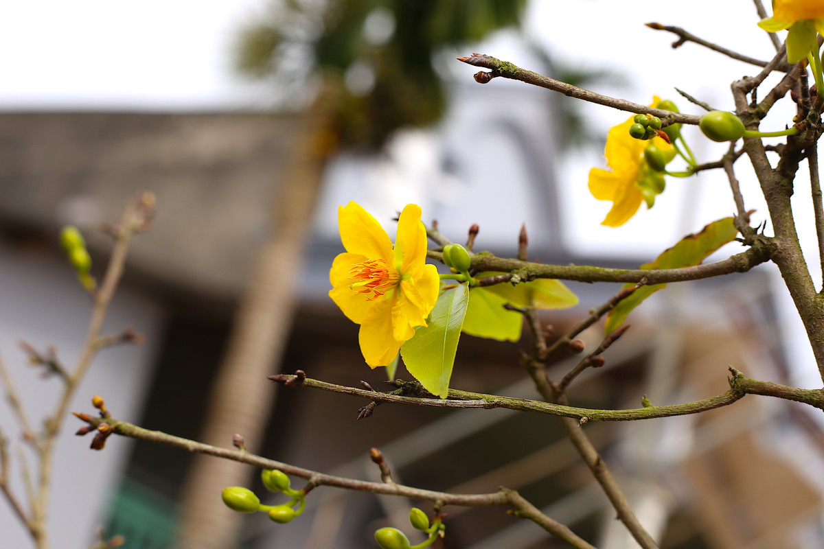 "Lộ diện" những cây mai vàng giá 1-3 tỷ ở Bà Rịa-Vũng Tàu ảnh 7