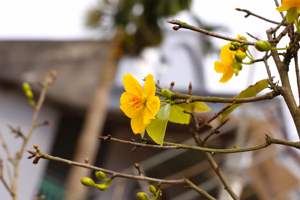 "Lộ diện" những cây mai vàng giá 1-3 tỷ ở Bà Rịa-Vũng Tàu ảnh 7