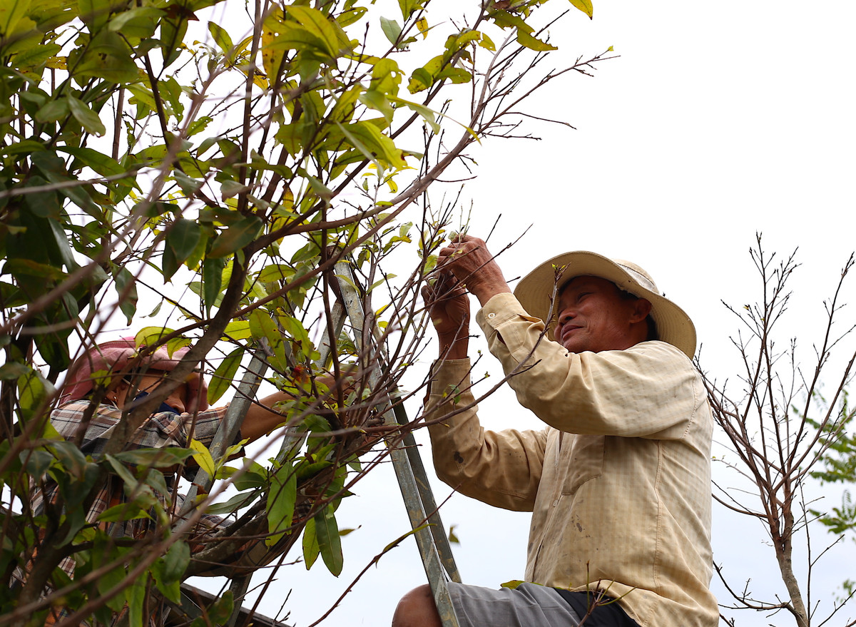 "Lộ diện" những cây mai vàng giá 1-3 tỷ ở Bà Rịa-Vũng Tàu ảnh 3