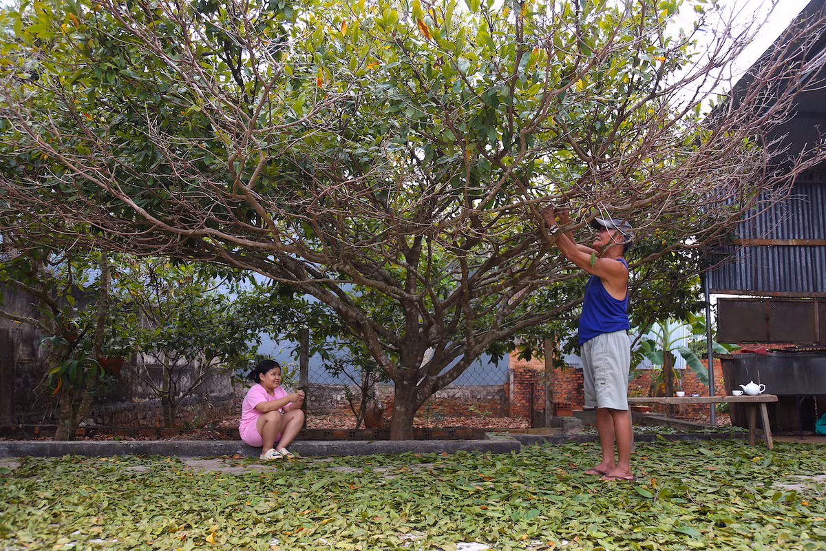 "Lộ diện" những cây mai vàng giá 1-3 tỷ ở Bà Rịa-Vũng Tàu ảnh 4