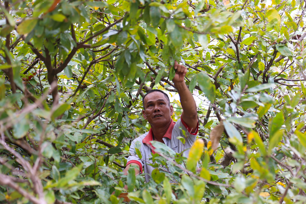 "Lộ diện" những cây mai vàng giá 1-3 tỷ ở Bà Rịa-Vũng Tàu ảnh 5