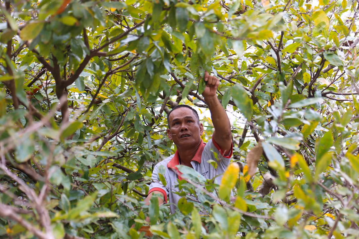 "Lộ diện" những cây mai vàng giá 1-3 tỷ ở Bà Rịa-Vũng Tàu ảnh 5