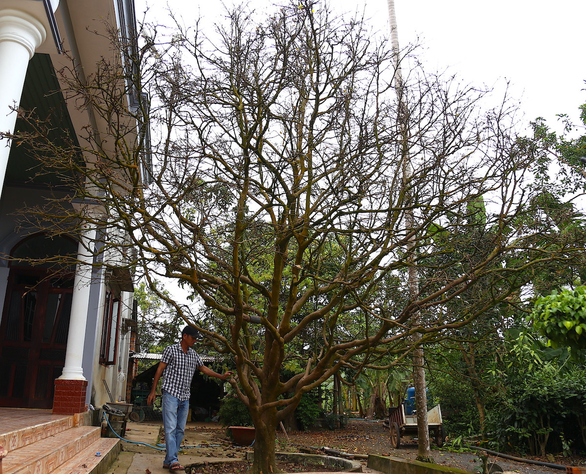 "Lộ diện" những cây mai vàng giá 1-3 tỷ ở Bà Rịa-Vũng Tàu ảnh 8