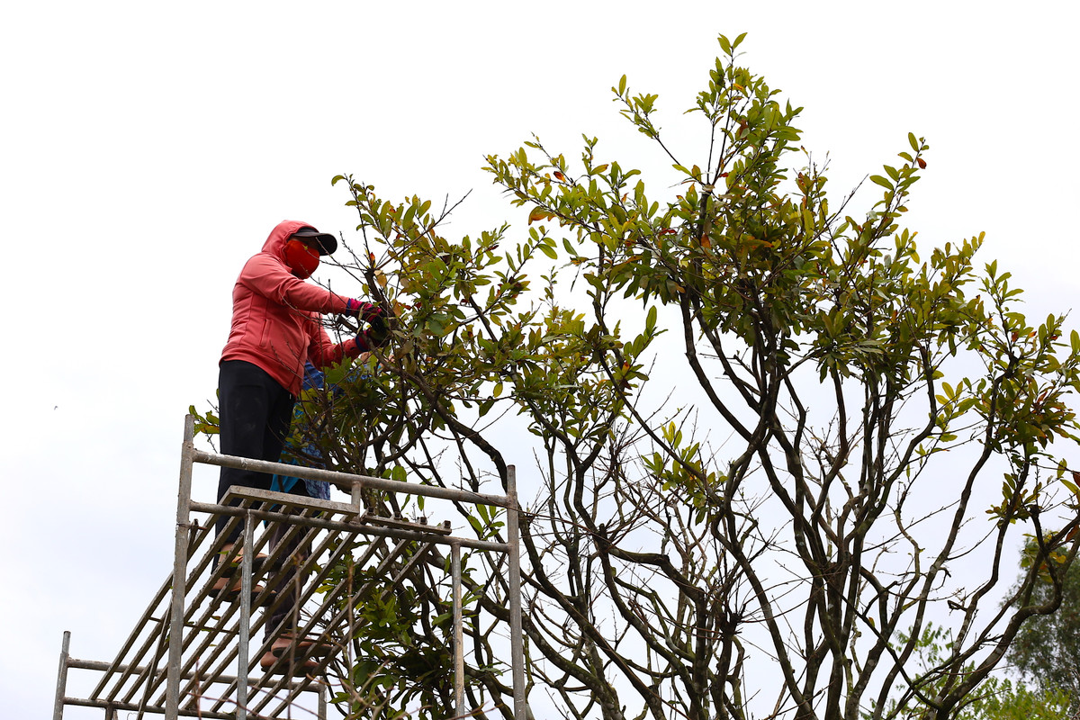 "Lộ diện" những cây mai vàng giá 1-3 tỷ ở Bà Rịa-Vũng Tàu ảnh 2