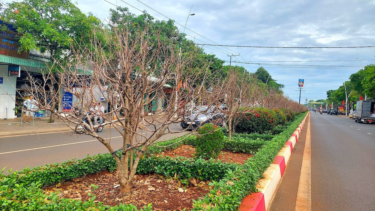 "Lộ diện" những cây mai vàng giá 1-3 tỷ ở Bà Rịa-Vũng Tàu - Hình 11 "Lộ diện" những cây mai vàng giá 1-3 tỷ ở Bà Rịa-Vũng Tàu ảnh 11