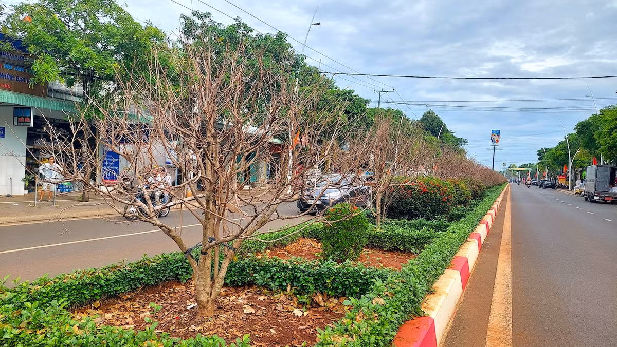 "Lộ diện" những cây mai vàng giá 1-3 tỷ ở Bà Rịa-Vũng Tàu ảnh 11