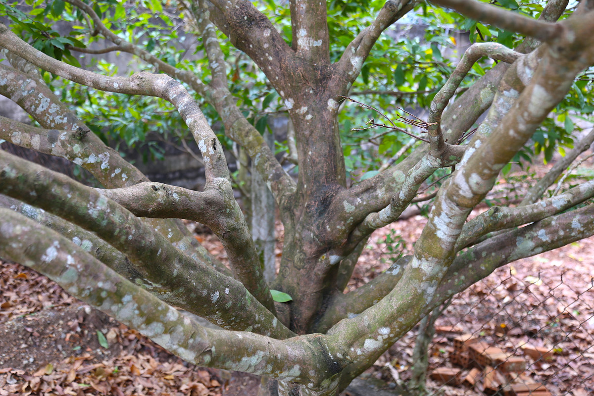 "Lộ diện" những cây mai vàng giá 1-3 tỷ ở Bà Rịa-Vũng Tàu ảnh 10