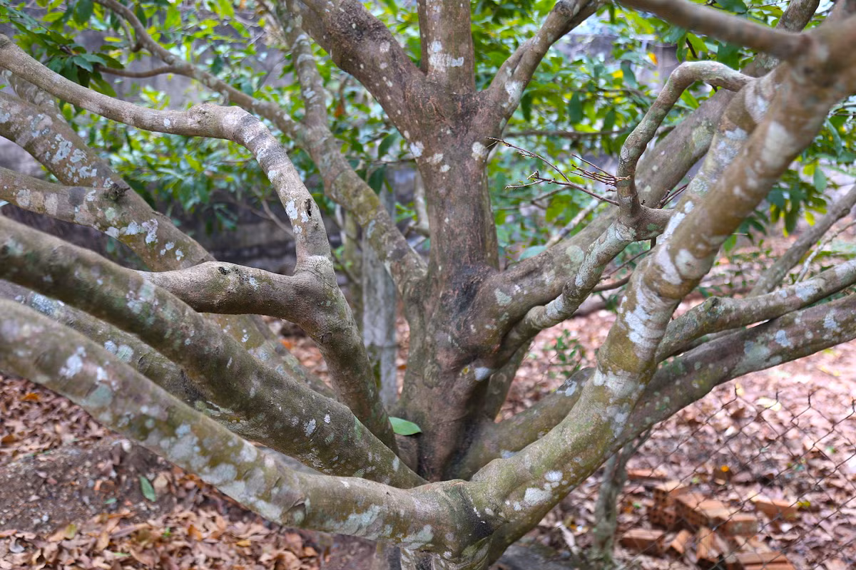 "Lộ diện" những cây mai vàng giá 1-3 tỷ ở Bà Rịa-Vũng Tàu ảnh 10