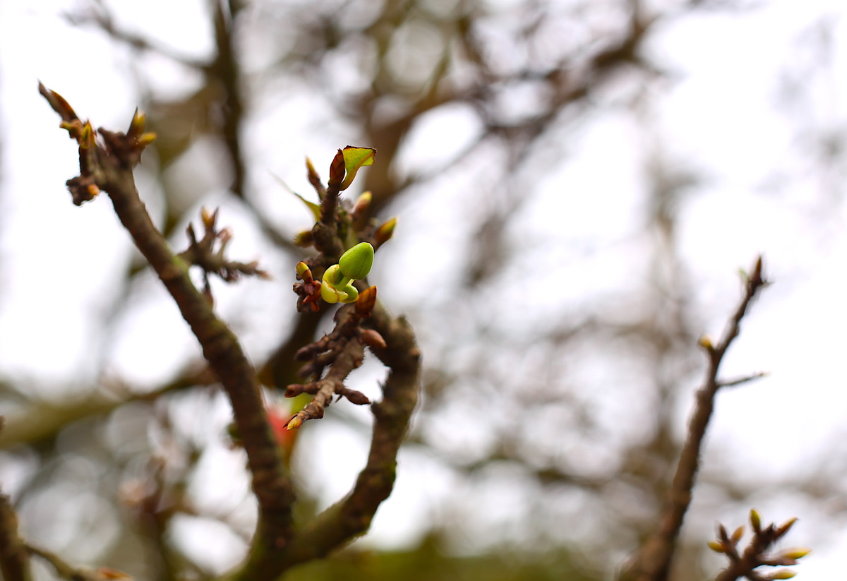 "Lộ diện" những cây mai vàng giá 1-3 tỷ ở Bà Rịa-Vũng Tàu ảnh 6