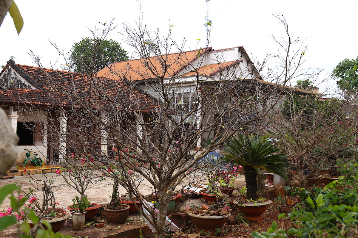 "Lộ diện" những cây mai vàng giá 1-3 tỷ ở Bà Rịa-Vũng Tàu ảnh 1