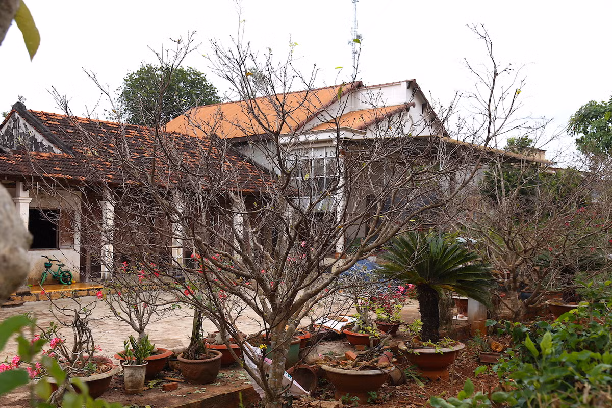 "Lộ diện" những cây mai vàng giá 1-3 tỷ ở Bà Rịa-Vũng Tàu ảnh 1