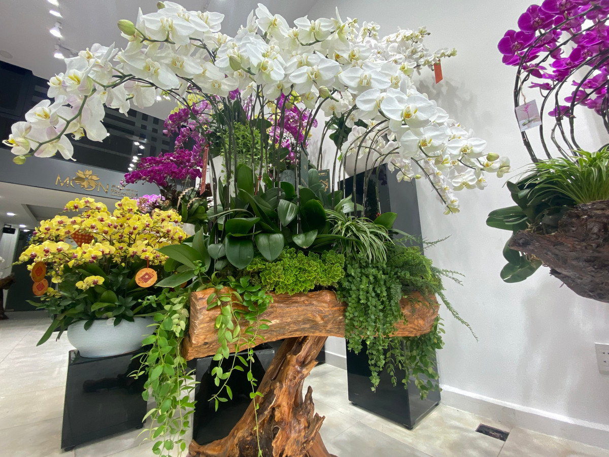 Lan ho diep trong tren go lua ca tram trieu dong hut khach-Hinh-5