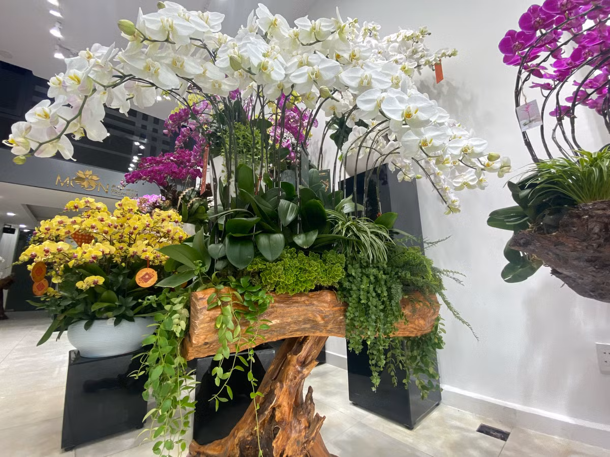 Lan hồ điệp trồng trên gỗ lũa cả trăm triệu đồng hút khách - Hình 5 Lan ho diep trong tren go lua ca tram trieu dong hut khach-Hinh-5