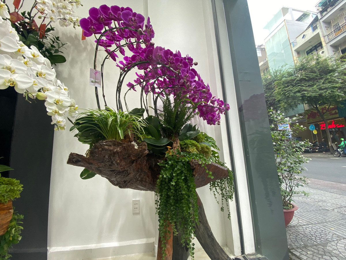 Lan ho diep trong tren go lua ca tram trieu dong hut khach-Hinh-4