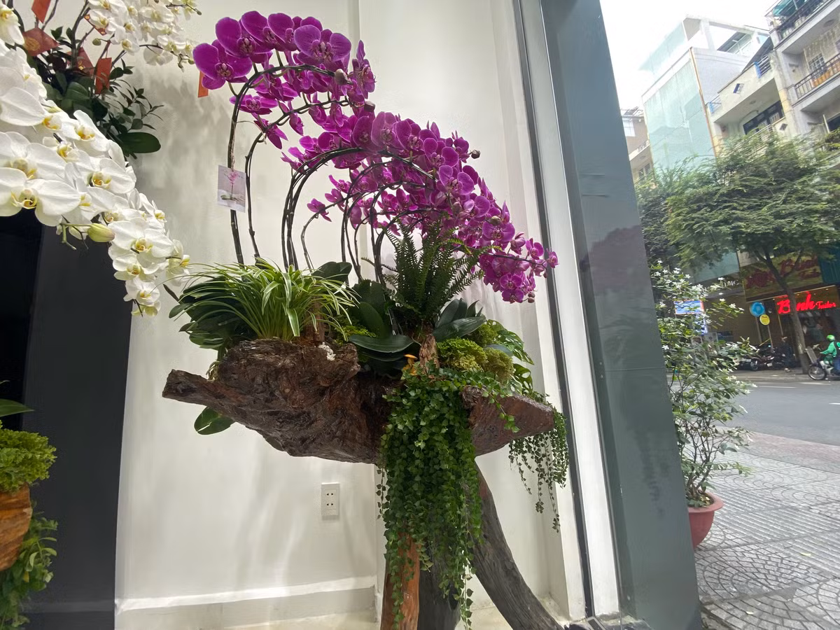 Lan hồ điệp trồng trên gỗ lũa cả trăm triệu đồng hút khách - Hình 4 Lan ho diep trong tren go lua ca tram trieu dong hut khach-Hinh-4