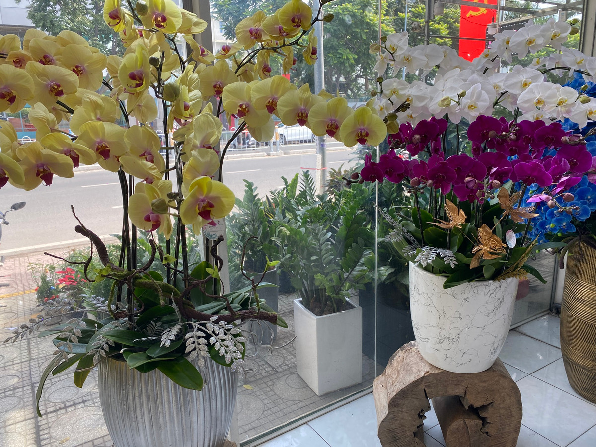 Lan ho diep trong tren go lua ca tram trieu dong hut khach-Hinh-2