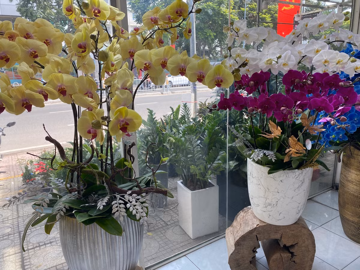 Lan hồ điệp trồng trên gỗ lũa cả trăm triệu đồng hút khách - Hình 2 Lan ho diep trong tren go lua ca tram trieu dong hut khach-Hinh-2