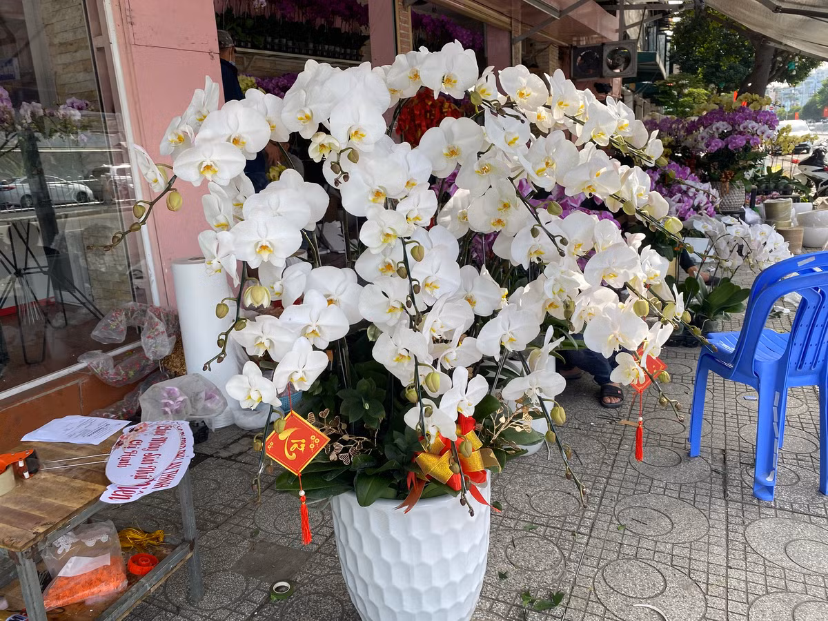 Lan hồ điệp trồng trên gỗ lũa cả trăm triệu đồng hút khách - Hình 3 Lan ho diep trong tren go lua ca tram trieu dong hut khach-Hinh-3