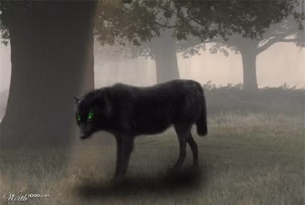 3. Black Shuck: Black Shuck là tên của một con chó sói ma đi lang thang ở Norfolk, Suffolk, Anh. Bóng ma loài này thưởng lởn vởn trong rừng, có hàm răng nanh đen lớn với đôi mắt đỏ ngầu hoặc xanh lá cây như mắt mèo. Những câu chuyện dân gian kể lại rằng, chỉ cần bắt gặp Black Shuck hoặc trực tiếp nhìn vào mắt của nó, thì trong vòng 1 năm, nạn nhân sẽ lìa đời. 