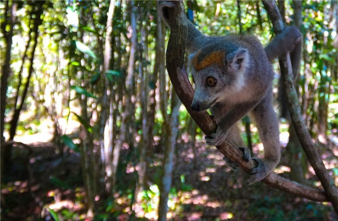 3. Rừng mưa nhiệt đới Atsinanana - Madagascar: 6 công viên quốc gia tạo thành địa điểm di sản đang nguy cấp này nằm dọc theo phía đông của đảo Madagascar. Trong 80 triệu năm qua, khi Madagascar tách khỏi châu Phi, thực vật và động vật đã tiến hóa trong sự cô lập, và bây giờ, khoảng 85% động vật và thực vật trên Madagascar không còn tồn tại. Động vật linh trưởng đặc biệt bị đe dọa, đặc biệt là vượn cáo. Các chính sách quản lý giảm thiểu các mối đe dọa đối với đa dạng sinh học, như nông nghiệp, khai thác đá quý, săn bắn, săn trộm thú rừng và khai thác gỗ cứng quý hiếm. Các cơ quan quản lý của UNESCO và Madagascar tìm cách mở rộng các công viên trong khi duy trì các hành lang động vật hoang dã giữa chúng. 