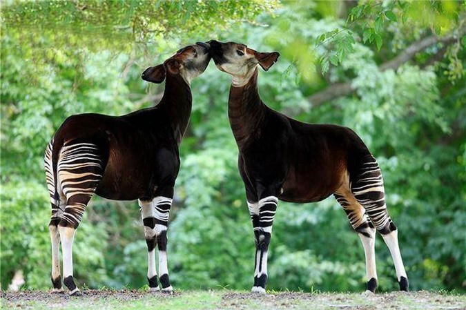 5. Khu bảo tồn động vật hoang dã Okapi - Cộng hòa Dân chủ Congo: Okapis trông giống như những con ngựa vằn, nhưng thực ra chúng là một loài hươu rừng cao cổ - và là một trong những động vật có vú sớm nhất của hành tinh. Chúng là loài đặc hữu của khu vực phía đông của Cộng hòa Dân chủ Congo (DRC), và chung sống hòa bình với 7.000 con tinh tinh, voi rừng, và chevrotain quý hiếm. Khu bảo tồn Okapis hoang dã chiếm khoảng 20 % của rừng Ituri. Bảo vệ khu rừng này là điều bắt buộc đối với sự thịnh vượng của những người lùn Efe và Mbuti, những người sống dựa vào rừng để sinh sống. Tất cả các hoạt động săn bắn bên ngoài đều bị cấm (săn bắn bản địa là được phép) nhưng vẫn là mối đe dọa đối với hệ sinh thái. 