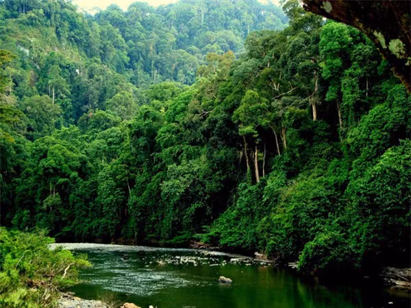 7. Di sản rừng mưa nhiệt đới Sumatra - Indonesia: Ba vườn quốc gia rộng gần 9.600 dặm vuông bao gồm các rừng mưa nhiệt đới Sumatra là nơi cư trú của hơn 10.700 loài thực vật và động vật. Nhiều loài trong số những sinh vật sống ở vùng khác trên thế giới. Loài đười ươi hiền lành, cực kỳ nguy cấp có lẽ là loài đặc hữu được biết đến nhiều nhất. Khu vực di sản này nhận được sự bảo vệ cao nhất của chính phủ Indonesia cũng như sự hỗ trợ của UNESCO. Tuy nhiên, khai thác gỗ, chặt phá rừng và sự xâm lấn con người tiếp tục đe dọa đa dạng sinh học và cảnh quan của công viên. Liên Hợp Quốc khuyến nghị nên kiểm soát chặt chẽ hơn đối với nạn săn trộm và các hành vi bất hợp pháp khác, cũng như quản lý các loài xâm lấn. 