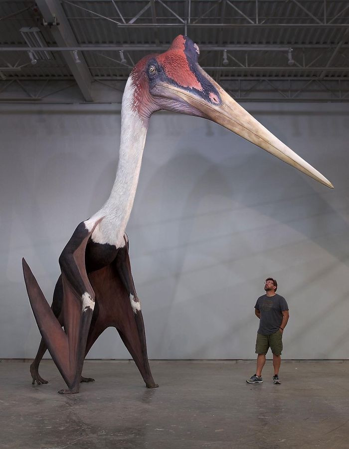 12. Đây là mô hình loài chim Quetzalcoatlus Northropi - loài chim lớn nhất từng xuất hiện trên trái đất. So với nó, 1 người đàn ông cao mét tám chỉ như 1 chú bé tí hon.
