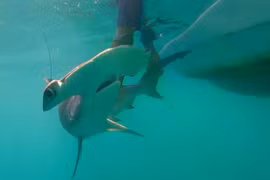 Galápagos- 'nhà trẻ thiên nhiên' của cá mập búa trơn
