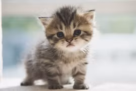 Mèo có thể hiểu tiếng người nhanh hơn cả trẻ nhỏ