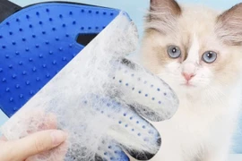 10 cách làm sạch lông thú cưng trên ghế sofa hiệu quả, dễ áp dụng