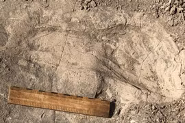 Dấu chân 1,4 triệu năm hé lộ loài cổ nhân khổng lồ