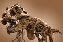 Vết xước bí ẩn trên xương khủng long hé lộ sự thật về T. rex