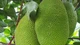 Nhu cầu xuất khẩu “đẩy” giá mít tăng cao