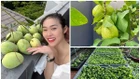 Bên trong nhà phố ngập hoa và rau xanh của Diệp Bảo Ngọc 