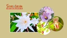 [INFOGRAPHIC] 4 loại hoa đắt nhất thế giới