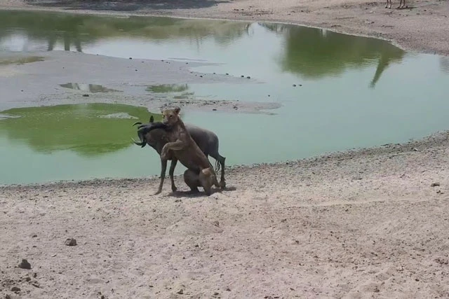 CLIP: Linh dương đầu bò bất lực giành sự sống trước sư tử