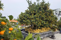 Ngắm quất cảnh độc lạ hút khách thị trường Tết 2026