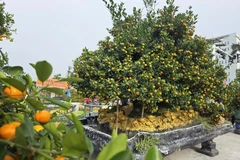 Ngắm quất cảnh độc lạ hút khách thị trường Tết 2026