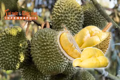 INFOGRAPHICS: Xuất khẩu sầu riêng giảm 5 tháng liên tiếp