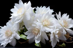 Loài hoa đắt nhất hành tinh có gì đặc biệt? 