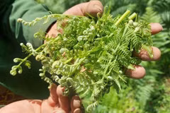 Rau dại ven suối bất ngờ thành đặc sản 200.000 đồng/kg 