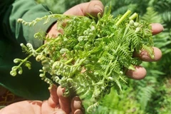 Rau dại ven suối bất ngờ thành đặc sản 200.000 đồng/kg 