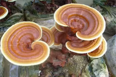 Độc lạ nấm linh chi bonsai đắt ngang xe máy 